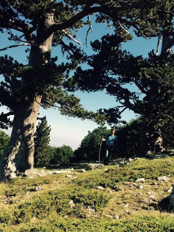 La Stella Del Pollino Otel San Lorenzo Bellizzi Dış mekan fotoğraf