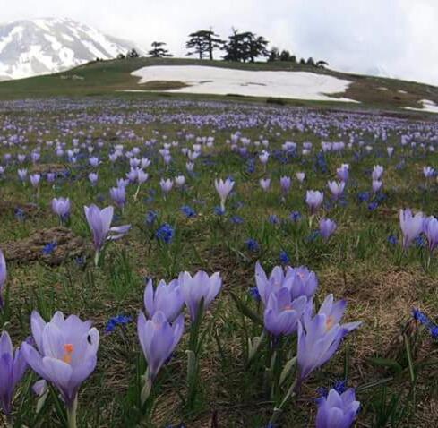 La Stella Del Pollino Otel San Lorenzo Bellizzi Dış mekan fotoğraf